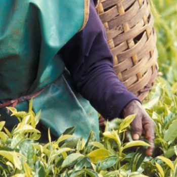 Коронавирус угрожает мировым поставкам чая